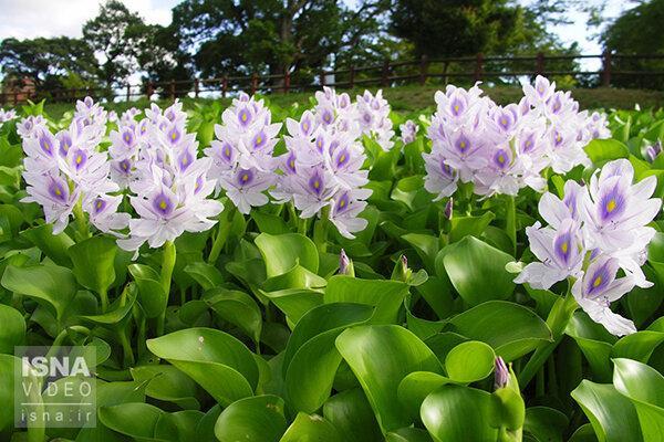 سنبل آبی تهدیدی جدی برای تالاب عینک سنبل آبی تهدیدی جدی برای تالاب عینک
