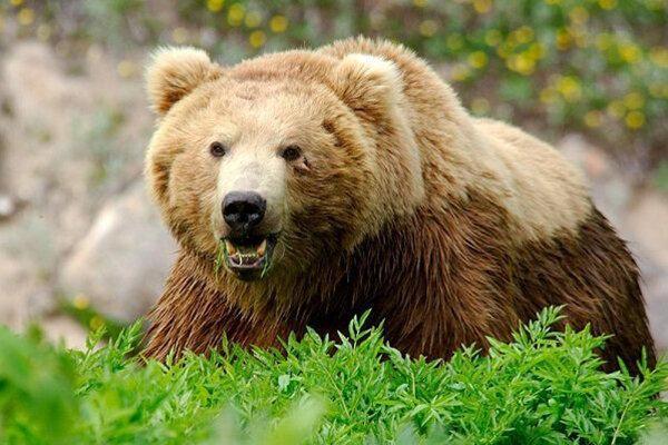 جریمه 75 میلیونی برای شکار خرس قهوه ای