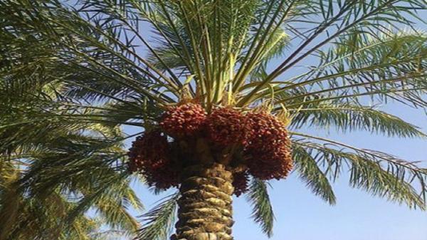 پیگیری رفع مشکلات نخلداران جنوب پیگیری برطرف مسائل نخلداران جنوب