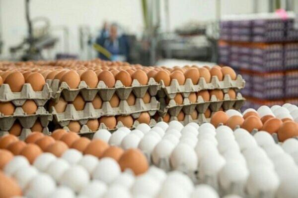 هر شانه تخم مرغ به 70 هزار تومان رسید!
