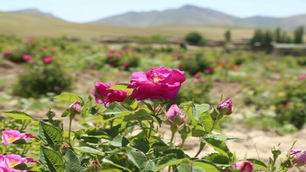 آغاز برداشت گل محمدی در فیروزآباد شروع برداشت گل محمدی در فیروزآباد