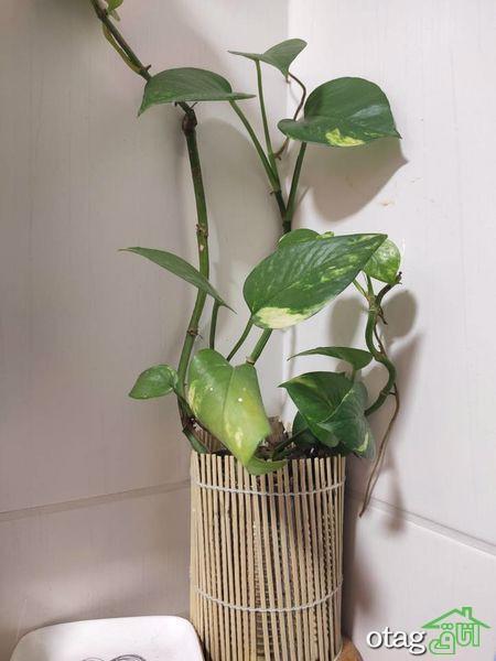 چند نکته برای مراقبت از گیاه پیچک چند نکته برای مراقبت از گیاه پیچک