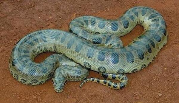 این مار غول پیکر جان 257 نفر را گرفت