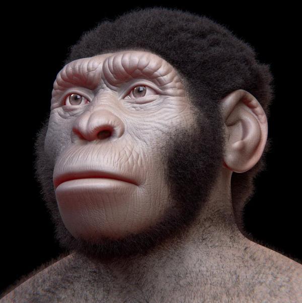 تحقیقات بیشتر ادعاهای جنجالی درباره هومو نالدی (Homo Naledi) تحقیقات بیشتر ادعاهای جنجالی درباره هومو نالدی (Homo Naledi) را رد می نماید