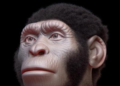 تحقیقات بیشتر ادعاهای جنجالی درباره هومو نالدی (Homo Naledi) را رد می نماید